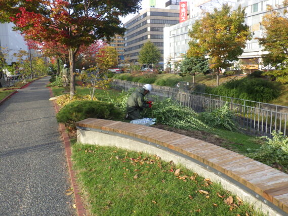 北1条でハギの刈取り作業を行う作業員