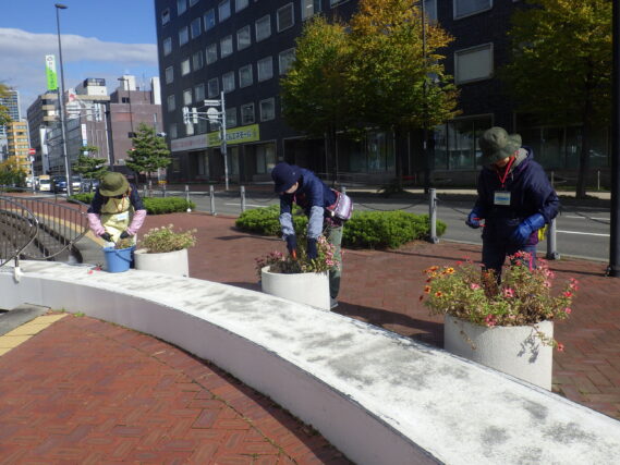 まんなか広場コンテナ花壇の花抜きと片付けをする花くらぶ