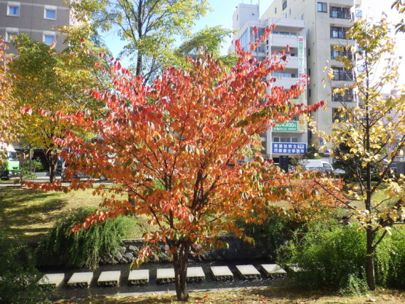 南4条チシマザクラの紅葉の10月17日の様子