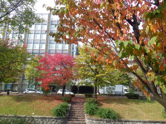 10月15日の南1条のエゾヤマザクラとシナノキの様子