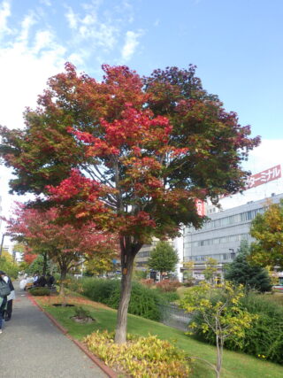 10月15日の北1条のヤマモミジの様子