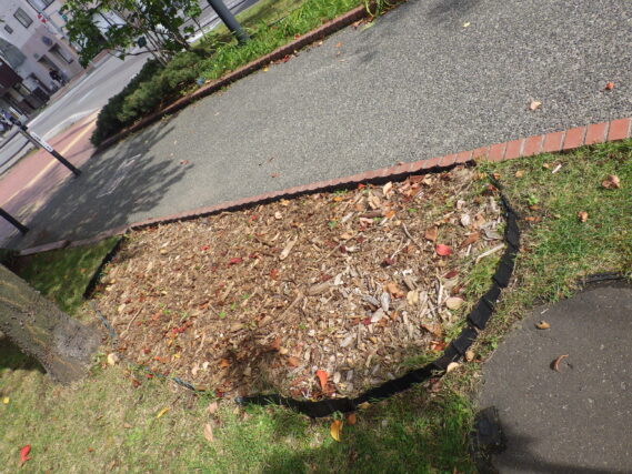 刈込みを終えたスズラン花壇