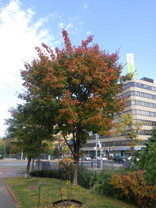 10月15日の北1条のイタヤカエデの様子