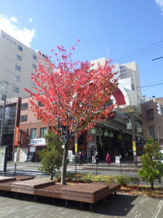 南3条エゾヤマザクラの紅葉の10月20日の様子