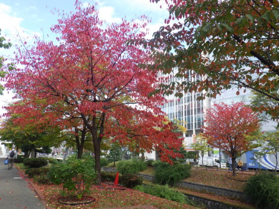 10月15日の南1条のエゾヤマザクラの様子