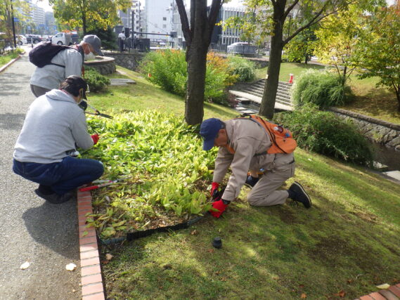 スズランの刈込み作業をするお助け隊