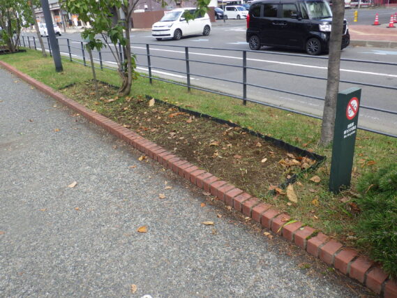 刈り取られてきれいになったヘメロカリス花壇