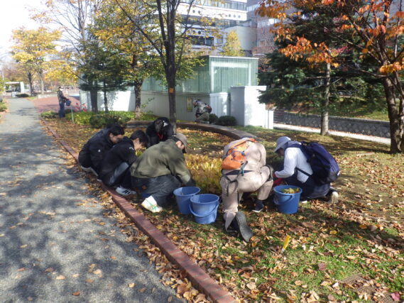 スズランの刈り取り作業をするお助け隊と大学生ボランティア