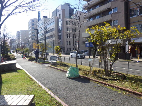 ライラックの冬囲いをする公園スタッフ