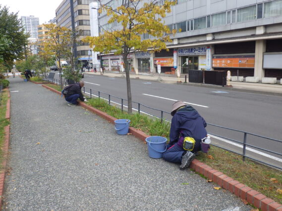 ヘメロカリスの刈込み作業を行う植物ボランティア