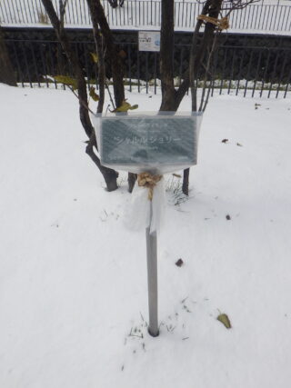 冬支度されたライラックの樹名板の様子