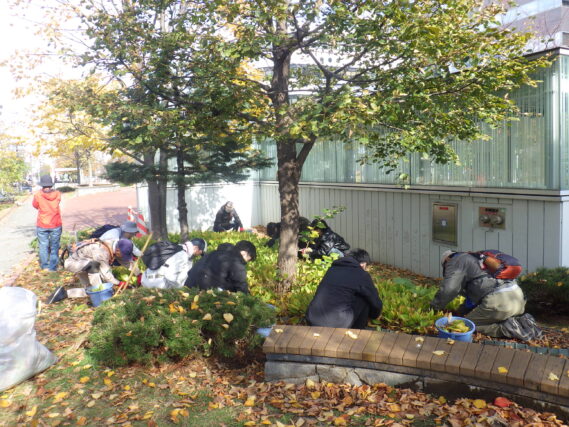 スズランの刈り取り作業をするお助け隊と大学生ボランティア