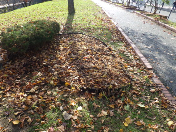 刈り取られてきれいになったスズラン花壇