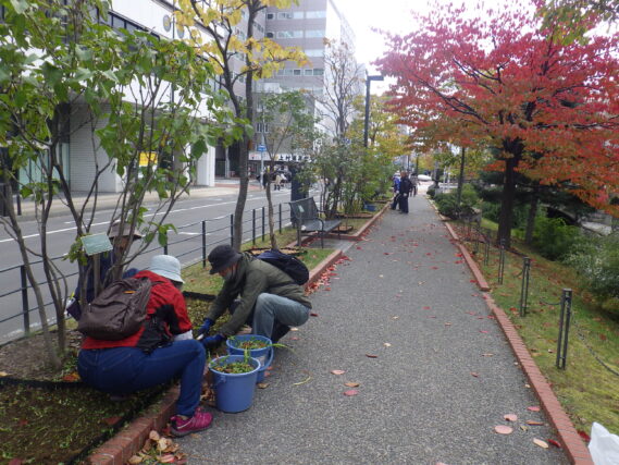 ヘメロカリスの刈込み作業を行う植物ボランティア