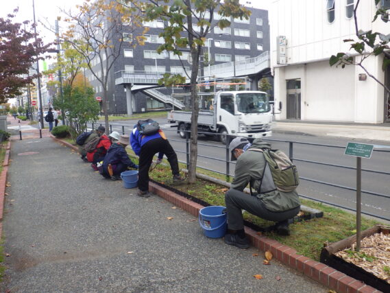 ヘメロカリスの刈込み作業を行う植物ボランティア