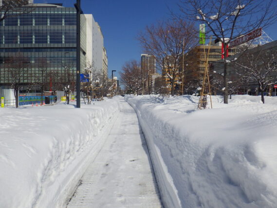 北1条西側の閉鎖していた園路の除雪後の様子