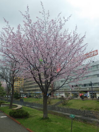 4月25日の北1条のエゾヤマザクラの咲いている様子