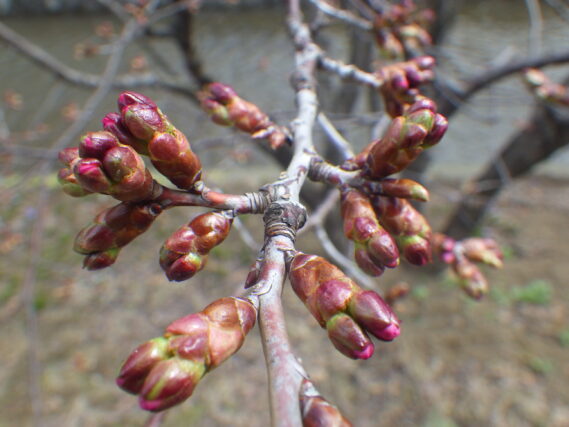 「春の植物と冬ごもりから抜け出した彫刻」の画像