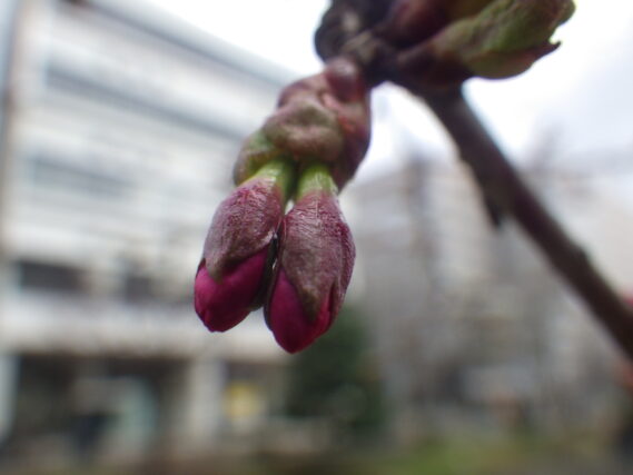 4月19日のエゾヤマザクラのつぼみの様子