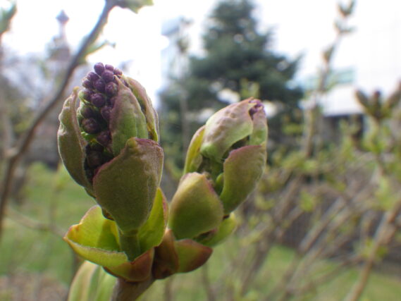 4月19日のライラックアセシッピーのつぼみの様子