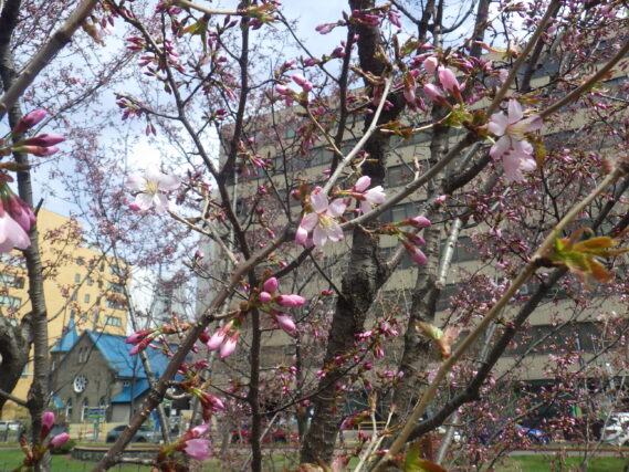 4月23日のチシマザクラの咲いている様子