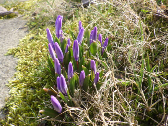 「開花を待つつぼみたち」の画像