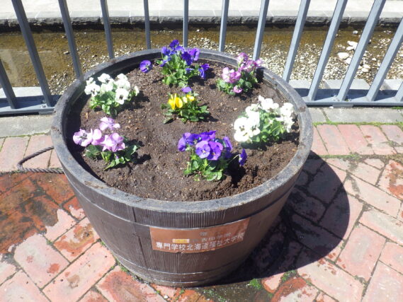 ビオラが植え込まれた樽コンテナ