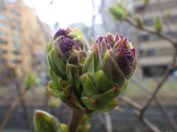ライラックの花芽が膨らんでいる様子