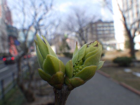 ライラックの芽の様子