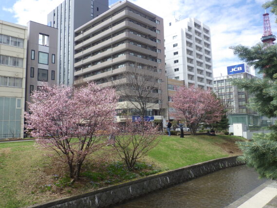 南2条西側のチシマザクラが咲いている様子