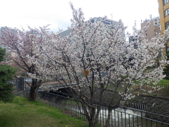 4月25日の北2条ブロックのチシマザクラの咲いている様子