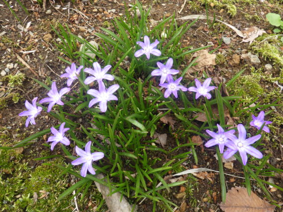 チオノドクサの花が咲いている様子