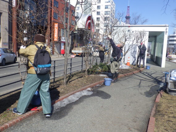 ４月１日にライラックの冬囲い外しをする植物ボランティア