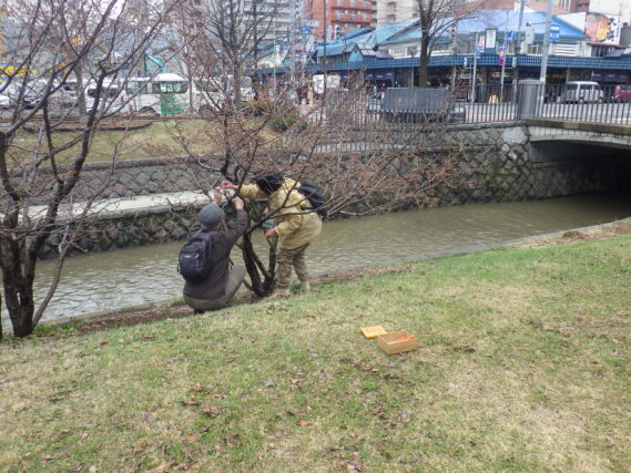 チシマザクラの樹名板付けをする植物ボランティア