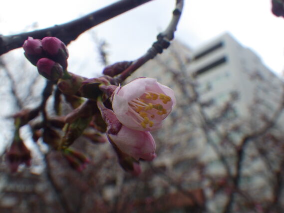 「今日のサクラとライラック」の画像