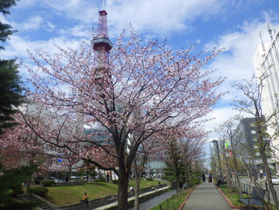 南1条東側のエゾヤマザクラが咲いている様子