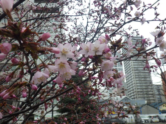 4月23日のチシマザクラの花