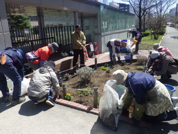北の花壇にビオラを植え込む花くらぶ