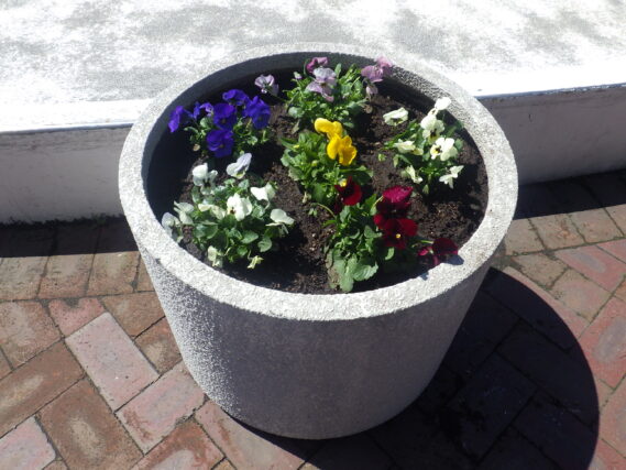 ビオラが植え込まれた白丸コンテナ