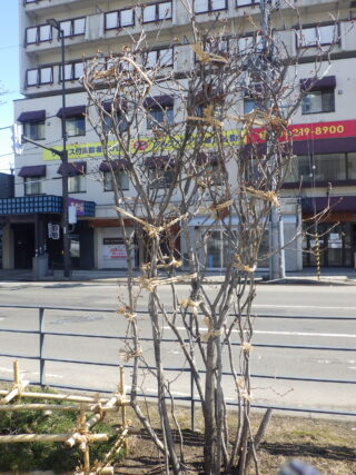 冬囲いされたライラック