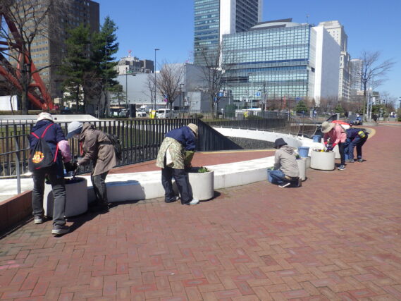 まんなか広場のコンテナにビオラを植え込む花くらぶ