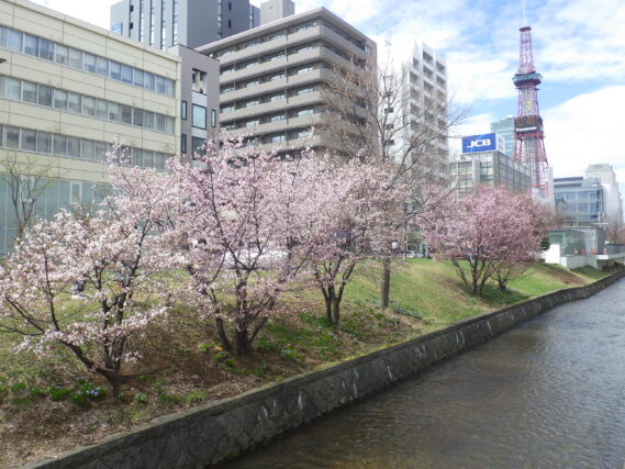 「今日のサクラ」の画像