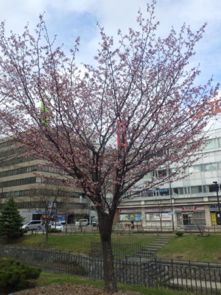 4月23日のエゾヤマザクラの咲いている様子