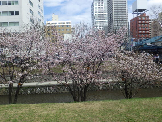 南2条西側のチシマザクラが咲いている様子