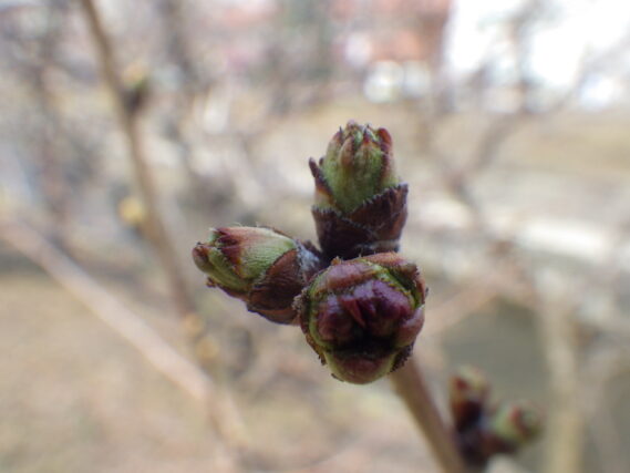 チシマザクラのつぼみの様子