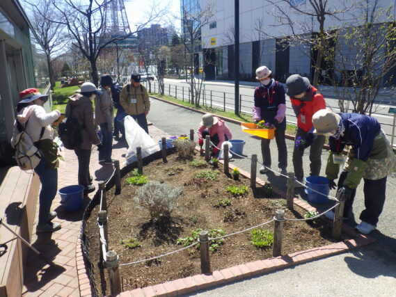 北の花壇にビオラを植え込む花くらぶ