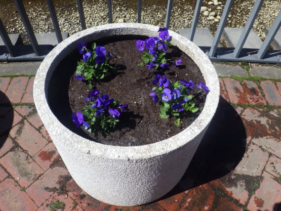 ビオラが植え込まれた白丸コンテナ