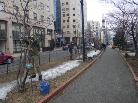 4月2日に南4条でライラックの冬囲い外しをするお助け隊