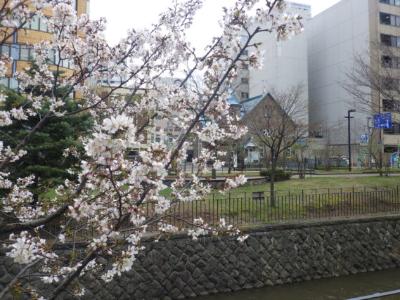 北2条ブロック西側のチシマザクラが咲いている様子