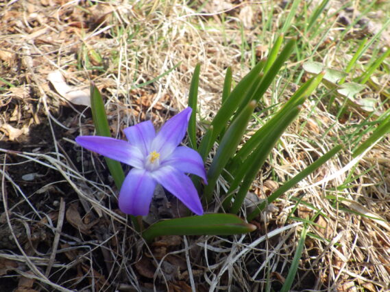 開花したチオノドクサの花